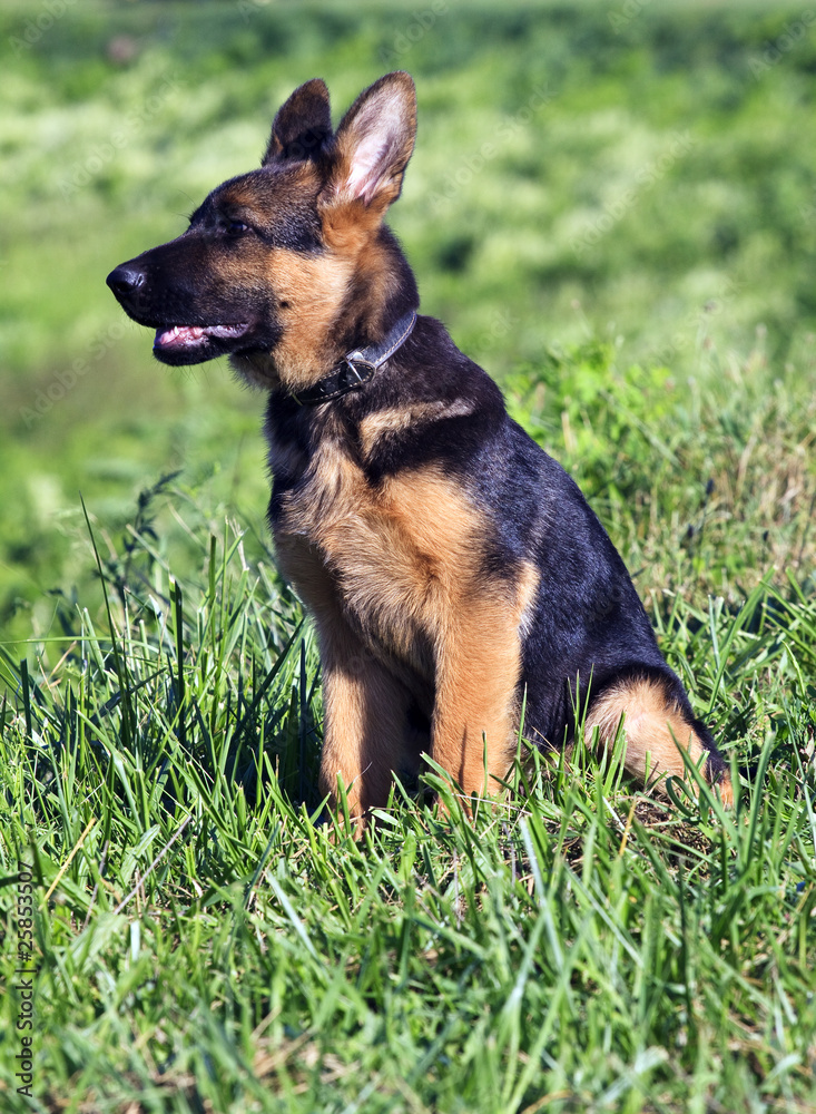 german shepard dog on the nature german shepard dog on the nature