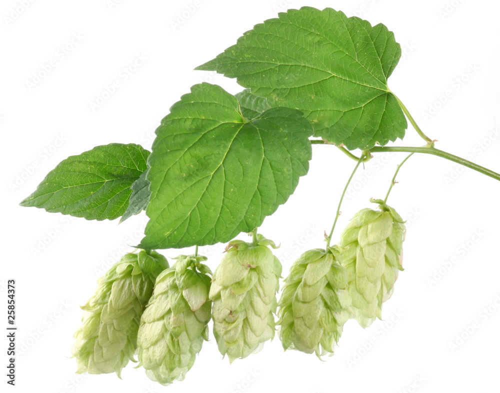 branch of hops on a white background branch of hops on a white background