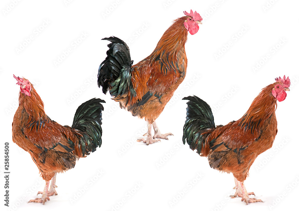 Brown rooster set