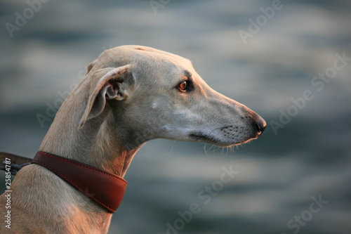 Naklejka Windhund