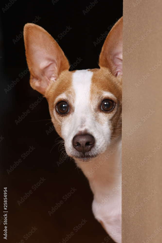 A terrier looking around a wall