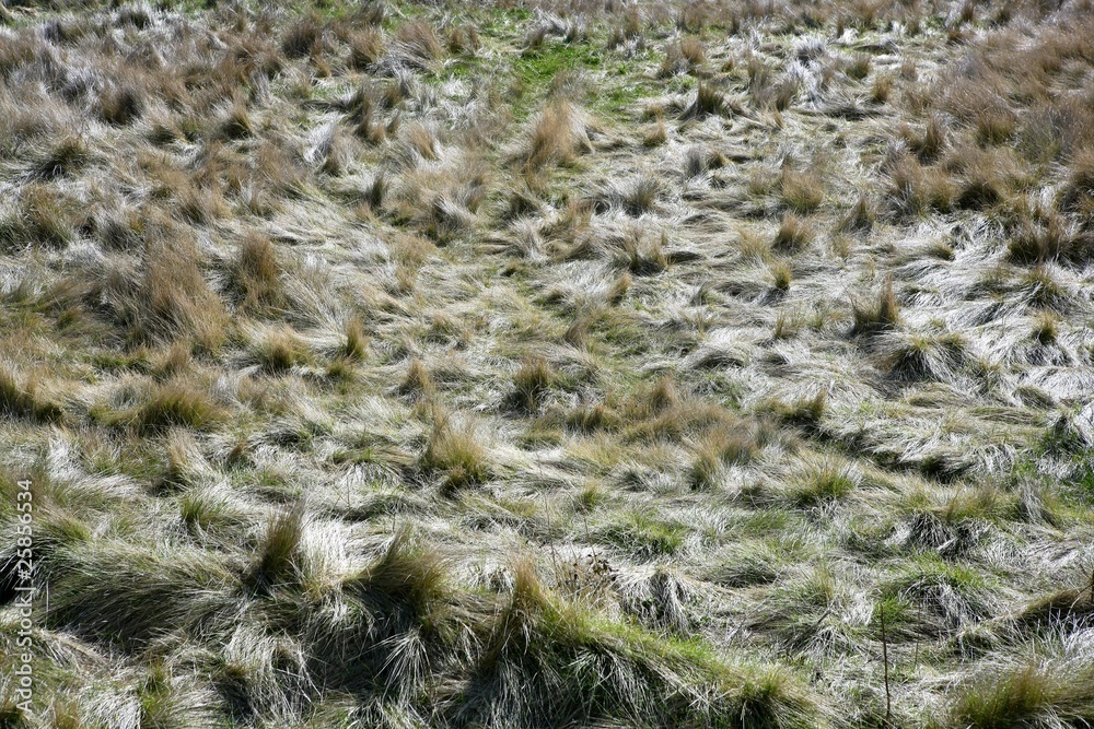 Carex grass field after hurricane messy plants Carex grass field after hurricane messy plants