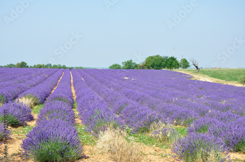 paysage de Provence 1