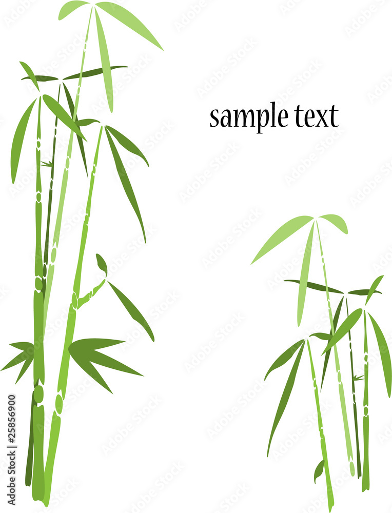 Obraz premium bamboo tree background