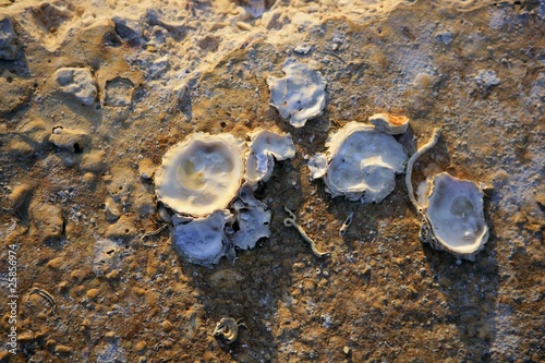 limpet mollusk oyster port coast old rock
