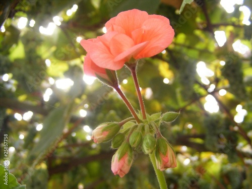 red flowers