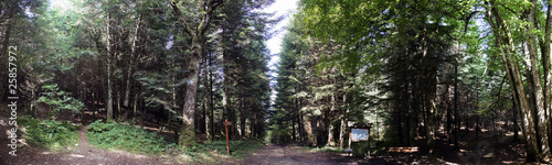 Panorama Foret Alpes photo