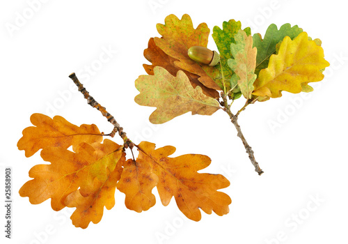 two autumn oak branch isolated on white