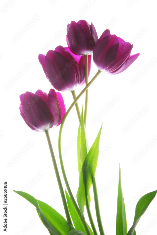 bunch of viol tulip flowers - obrazy, fototapety, plakaty 