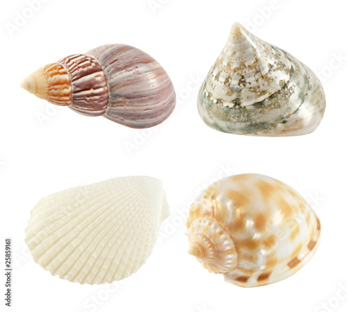 collection of seashells isolated on white background