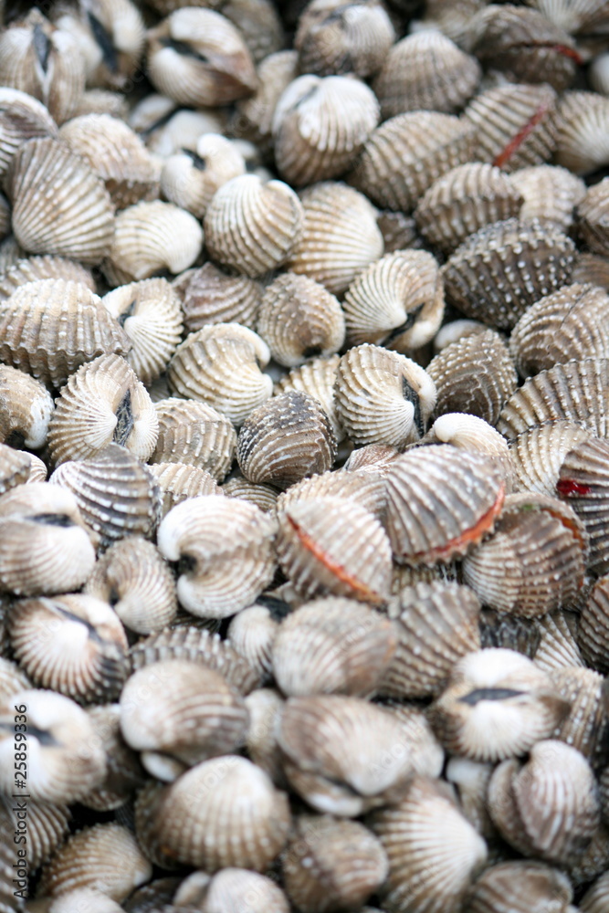 shell in the market shell in the market