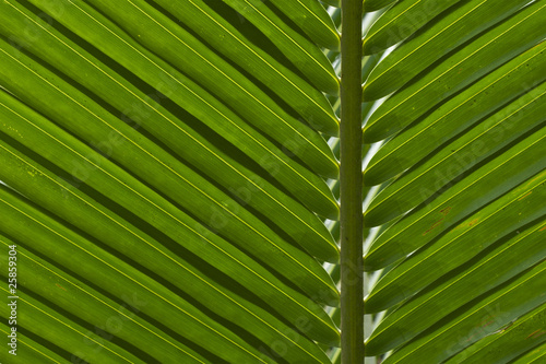 Coconut Leaf Background