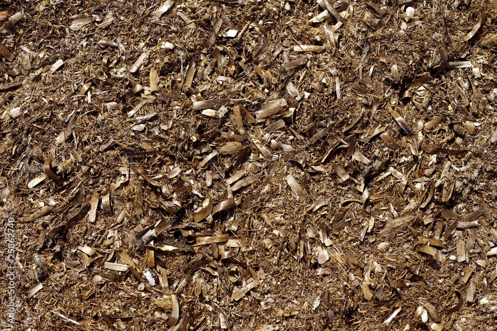 Posidonia algae seaweed dried texture mediterranean Posidonia algae seaweed dried texture mediterranean