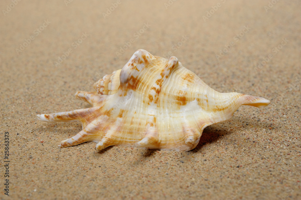 Macro studio shot of beautiful sea shell on a yellow sand Macro studio shot of beautiful sea shell on a yellow sand