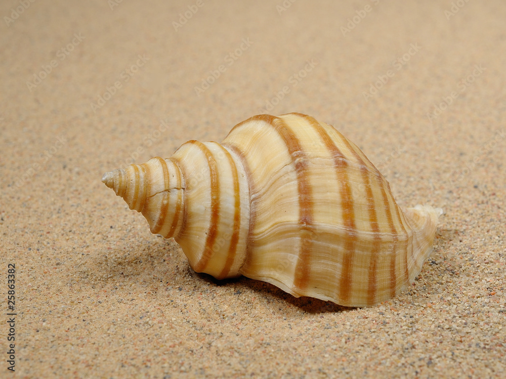 Macro studio shot of beautiful sea shell on a yellow sand Macro studio shot of beautiful sea shell on a yellow sand