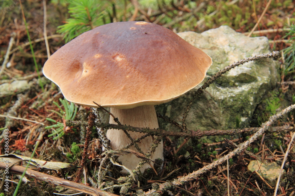 Maronen und Steinpilze Maronen und Steinpilze