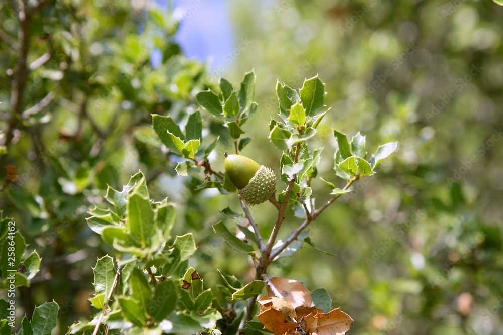 Obraz premium Acorn green fruits on the oak tree in the forest, wild life