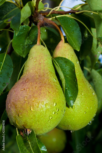 Wet Pears