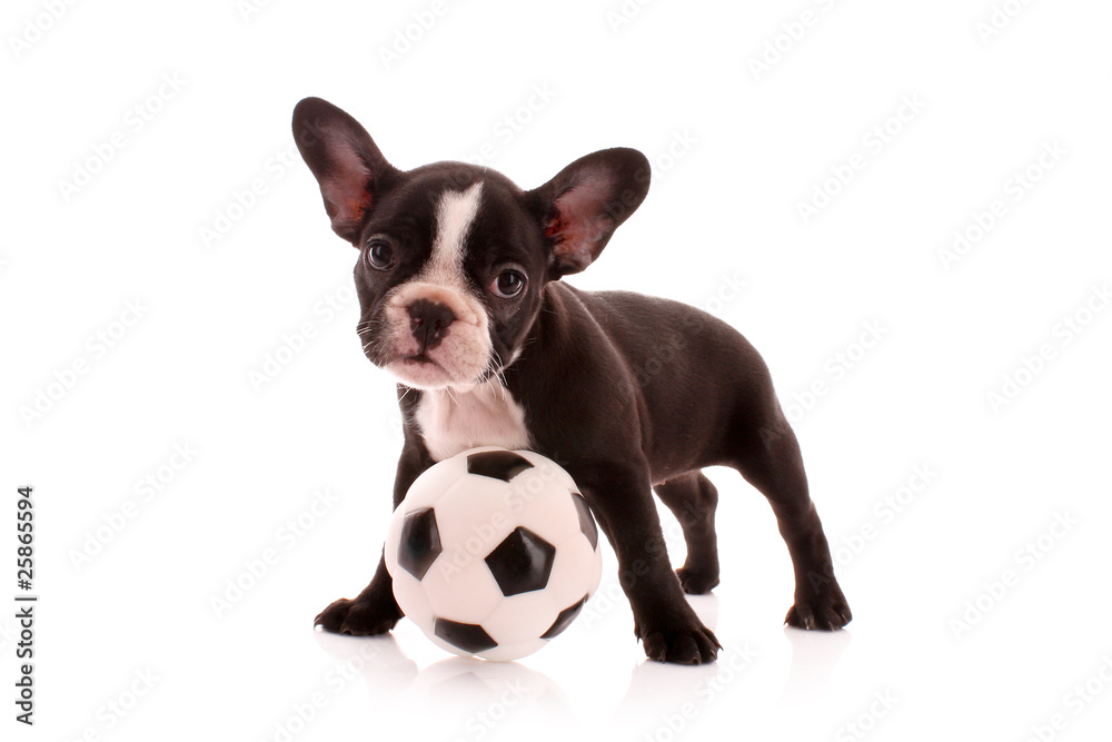 Young bulldog with ball isolated on white
