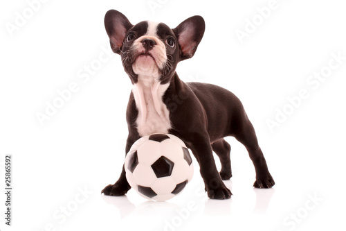 Young bulldog with ball isolated on white © Africa Studio