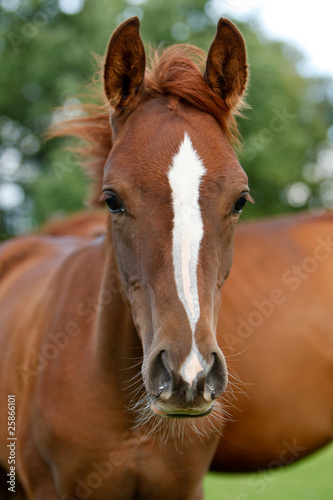 Arabisches Pferd