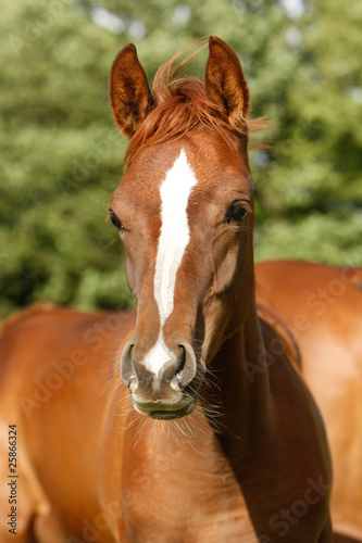 Arabisches Pferd