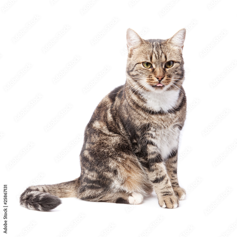 beautiful European cat in front on a white background with tongu beautiful European cat in front on a white background with tongu