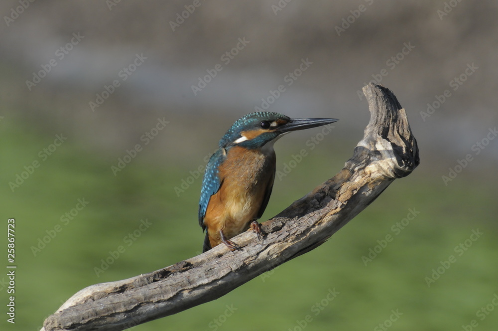 The Common Kingfisher (Alcedo atthis)