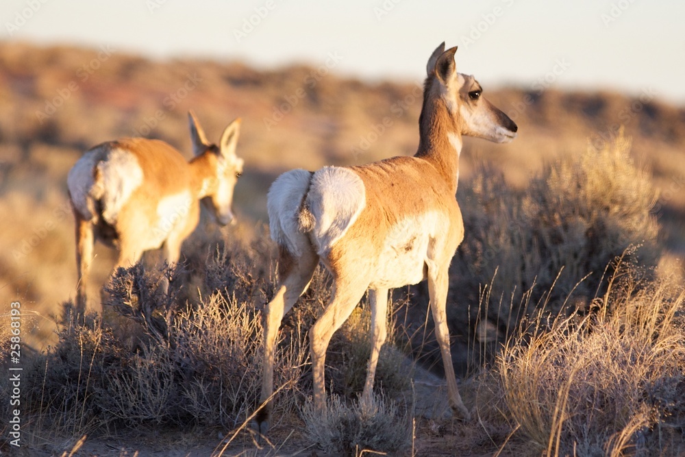 Fototapeta premium Doe Pronghorns