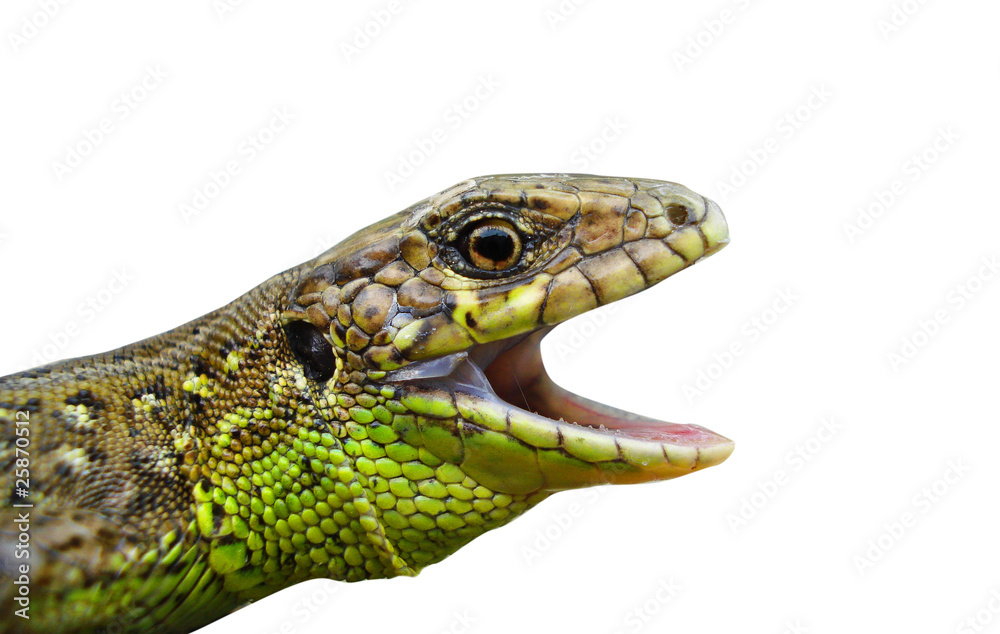 Lizard Lizard