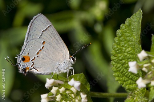 Gray Hairstreak Butteryfly on White Lantana Blooms photo