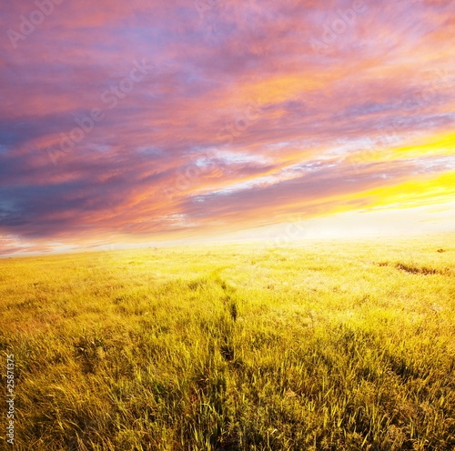 Meadow on sunset