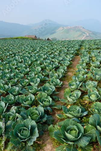 Cabbage field in thailand