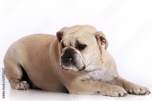 leigende englische Bulldogge © fotowebbox