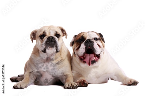 Zwei englische Bulldoggen