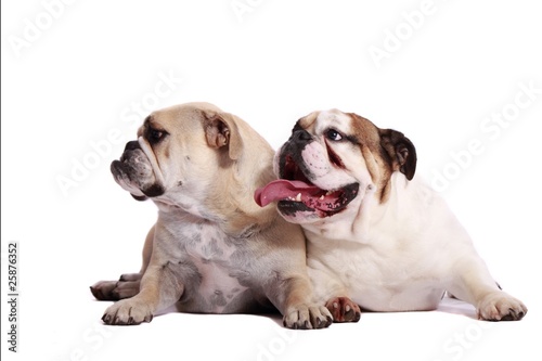 Zwei englische Bulldoggen