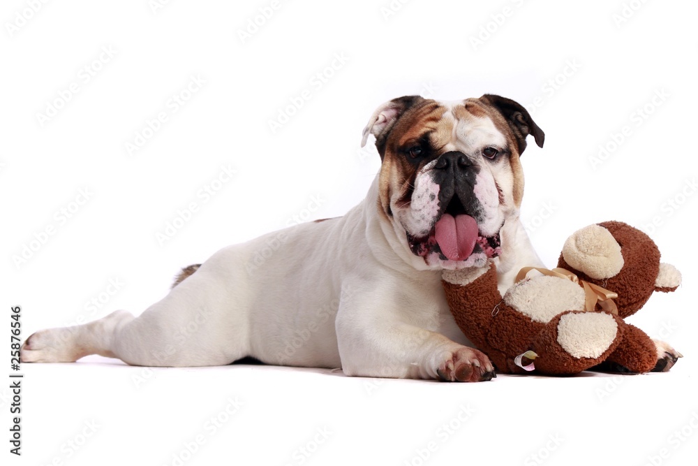 englische Bulldogge mit Teddy
