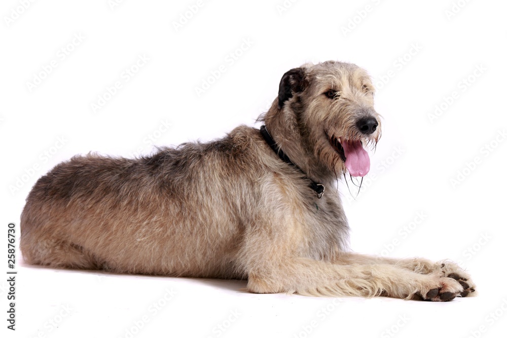 Irish Wolfhound liegend