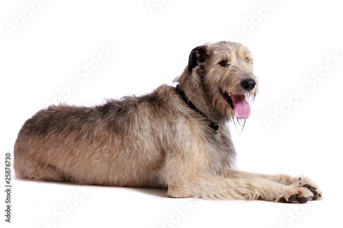 Irish Wolfhound liegend © fotowebbox