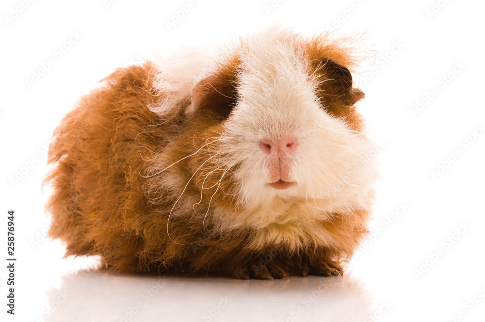 baby guinea pig. texel. isolated on the white baby guinea pig. texel. isolated on the white