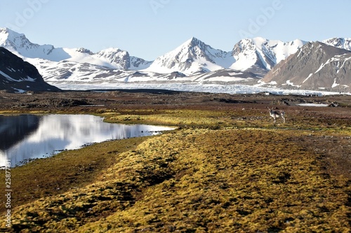 Arctic summer landscape with reindeer (Svalbard) photo