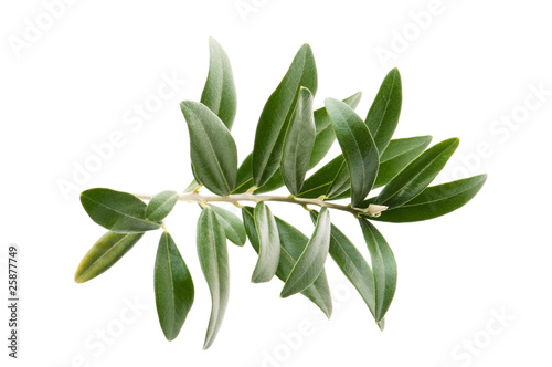 Olive branch isolated on the white © joanna wnuk