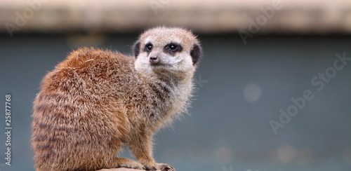 Bilde på lerret meerkat