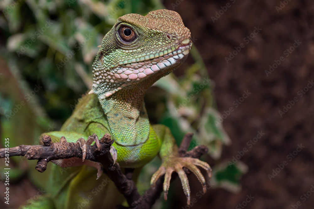 Fototapeta premium Reptilienschau