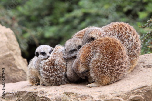 meerkats