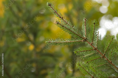 Branches  tree  fur-tree