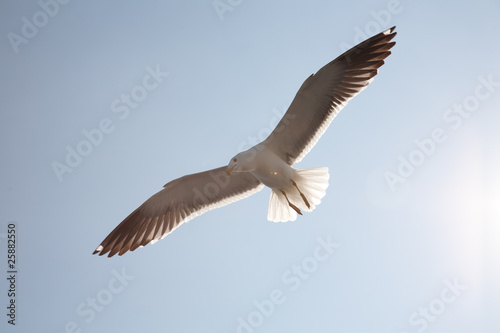 Sea seagull against the sky © Shchipkova Elena