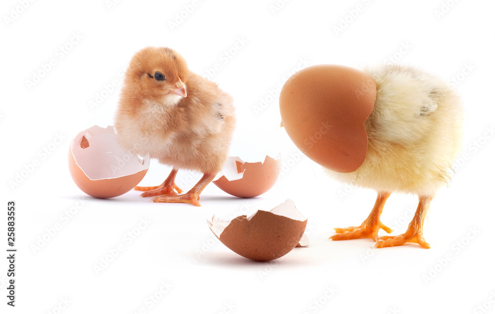 The yellow small chicks with egg The yellow small chicks with egg