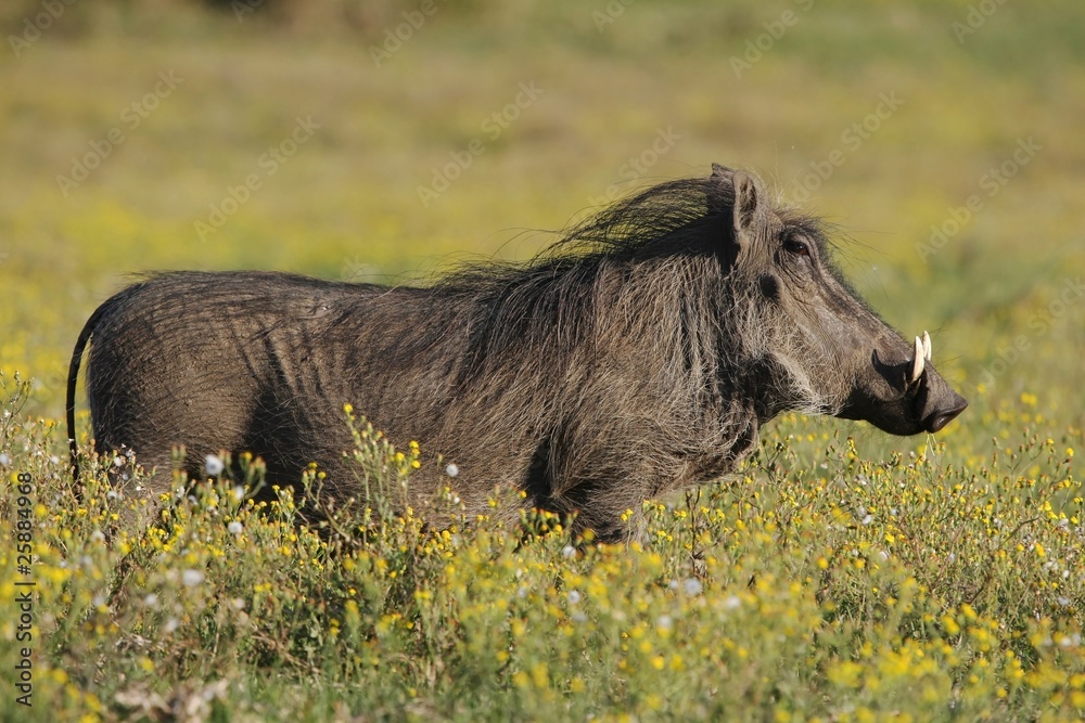 Fototapeta premium Warthog and Yellow Flowers