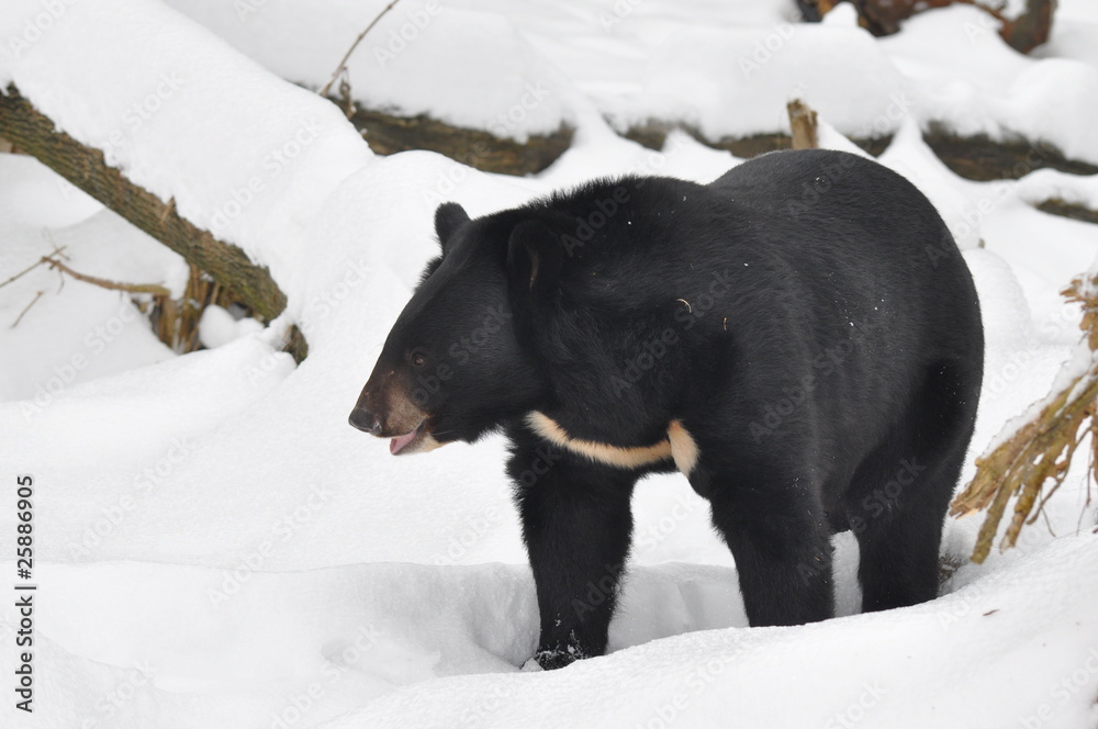Obraz premium asiatic black bear